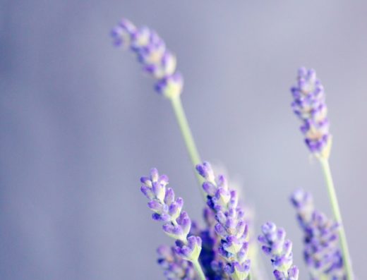 close-up photo of lavender